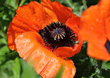 poppies blossom