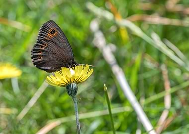butterfly on flower