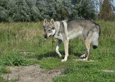 Momentary Hesitation