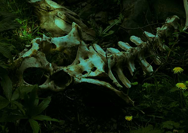 dark animal wild nature