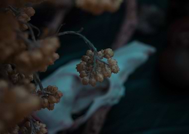 Goth dark animal skull