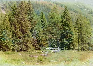 pine tree in the forest