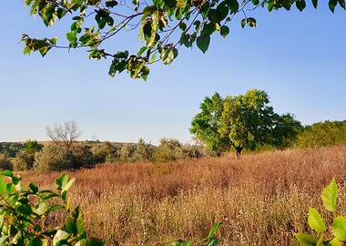 tree in a meadow