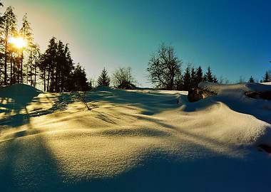 Snowy shadows