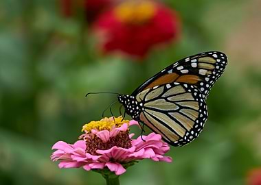 Monarch Butterfly