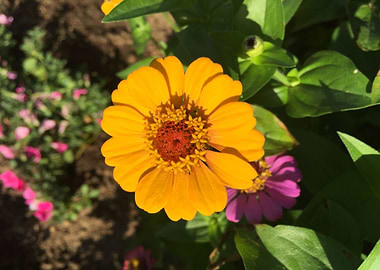 Vibrant Yellow Zinnia