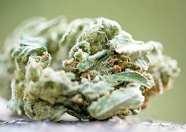 Ganja super lemon haze