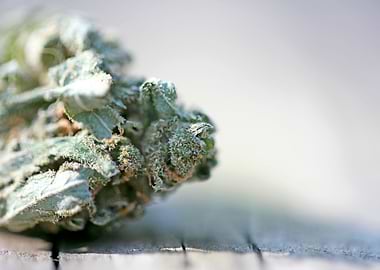 Ganja super lemon haze