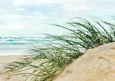 sand dune vegetation