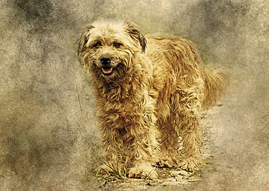 Dog Portrait