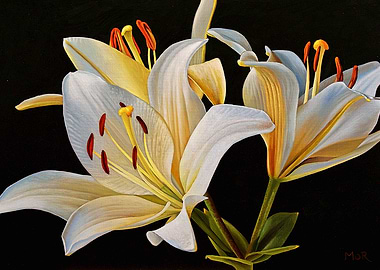 White Lilies