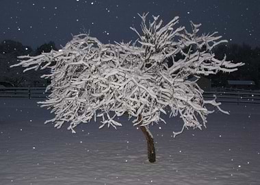 Snow Covered Country Tree