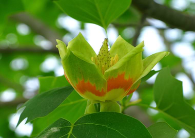 Tulip Tree Flower