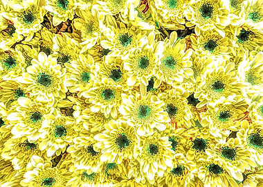 yellow daisy in bloom