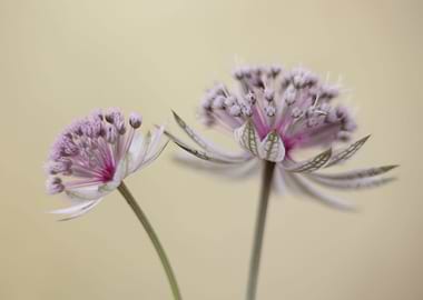 Astrantia