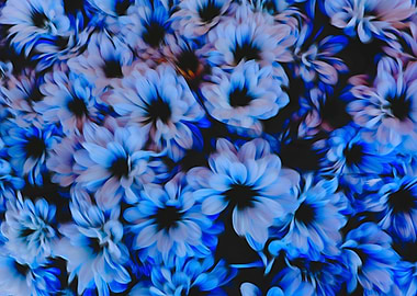 blue daisy in bloom