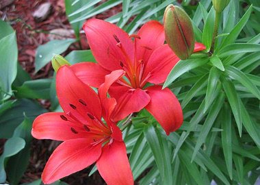 Two Red Lily Flowers