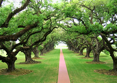 Louisiana Plantation Alley