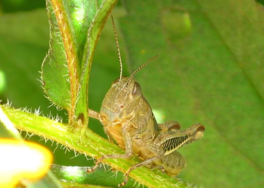 Grasshopper On Plant
