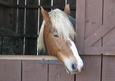 Brown Horse In Stall