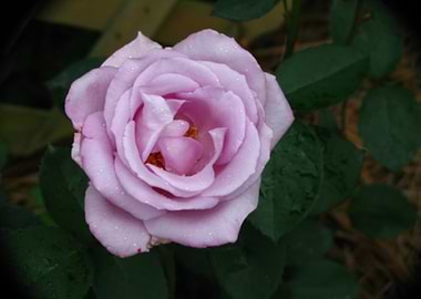 Pink Rose