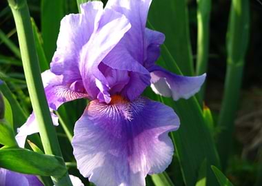 Purple Iris Flower