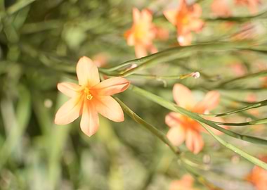 Orange flowers 2