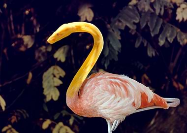 flake flamingo snake