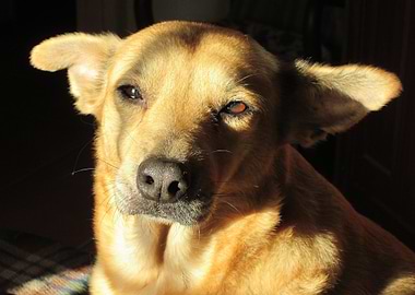 Dog Enjoying The Sun