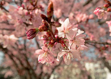 Cherry blossoms