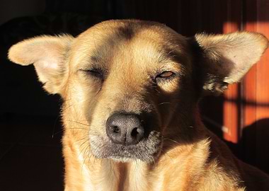 Dog Enjoying The Sun
