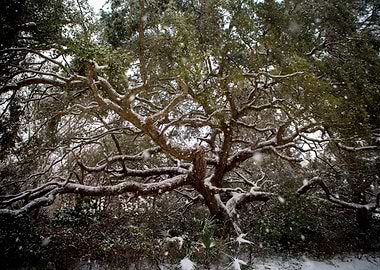 Snow On Southern Oaks