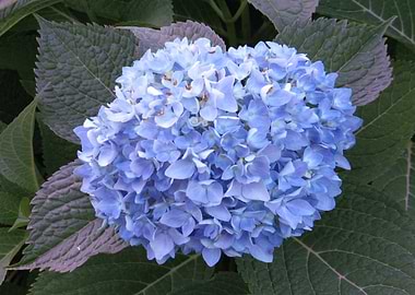 Blue Hydrangea Flower