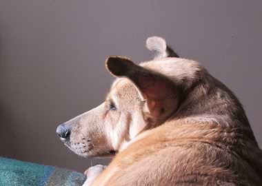 Dog Resting In The Sun