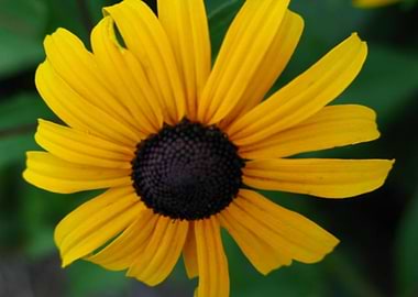Blackeyed Susan Flower