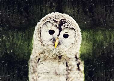 Baby Tawny Owl