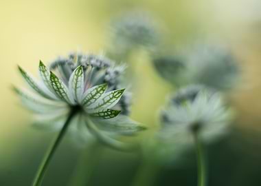 Astrantia impression