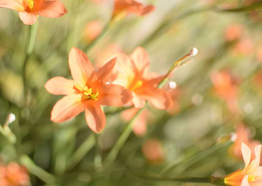 Orange Flowers 1