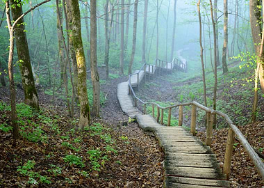 Staiway In Forest Disappea