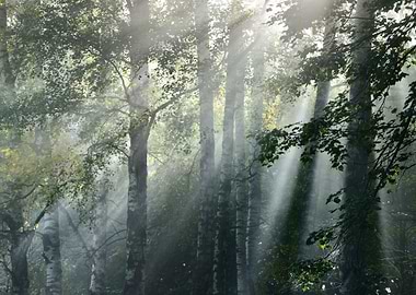 Sun Rays In A Fog In The F