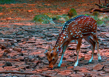 deer 003 ragunan