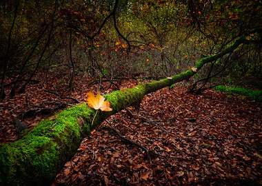 Autumnal Forest Landscape