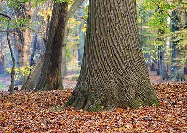Autumn Forest Nachtegalenp