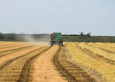 Rice Harvesting By The Com