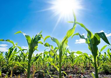 Corn And Sun