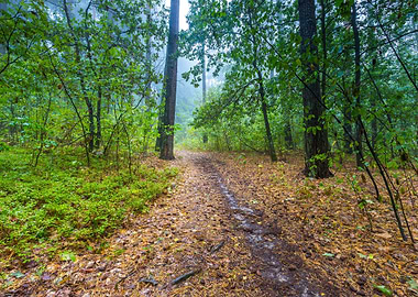 Beautiful Autumnal Forest