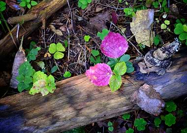 Forest Substrate CloseUp