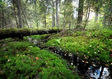 Dark Pine Forest Scene