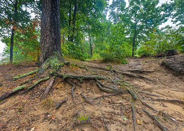 Roots Of Trees In Autumnal