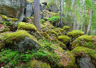 Forest On Granite Rocks An